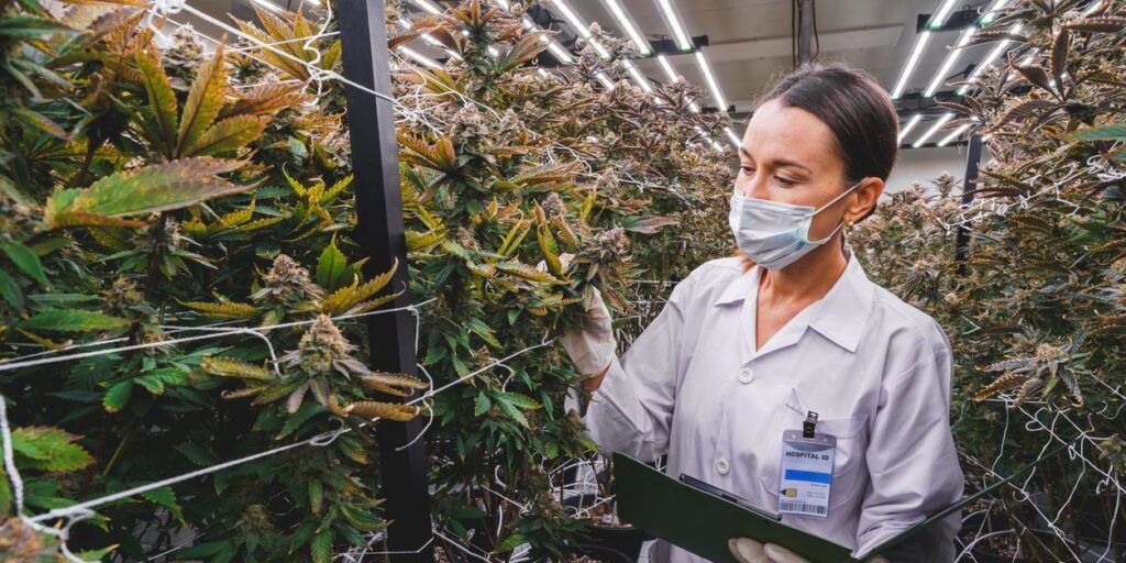 Is Cannabis an Effective Treatment for Mental Health Disorders?