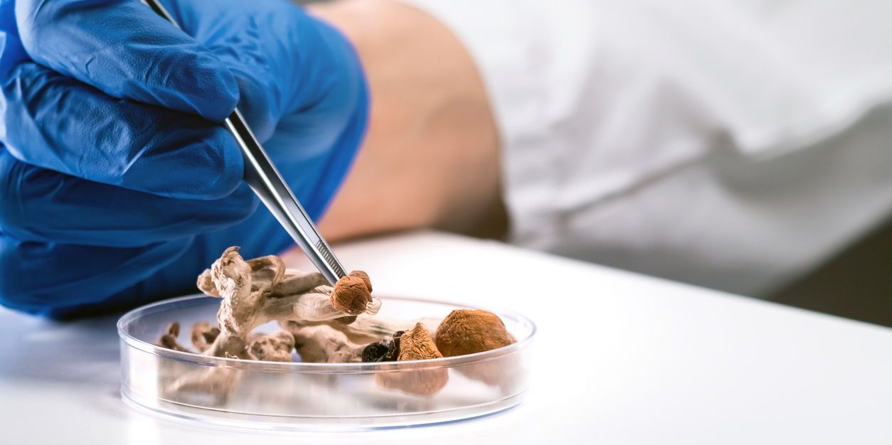 researcher handling mushrooms to study for depression treatment